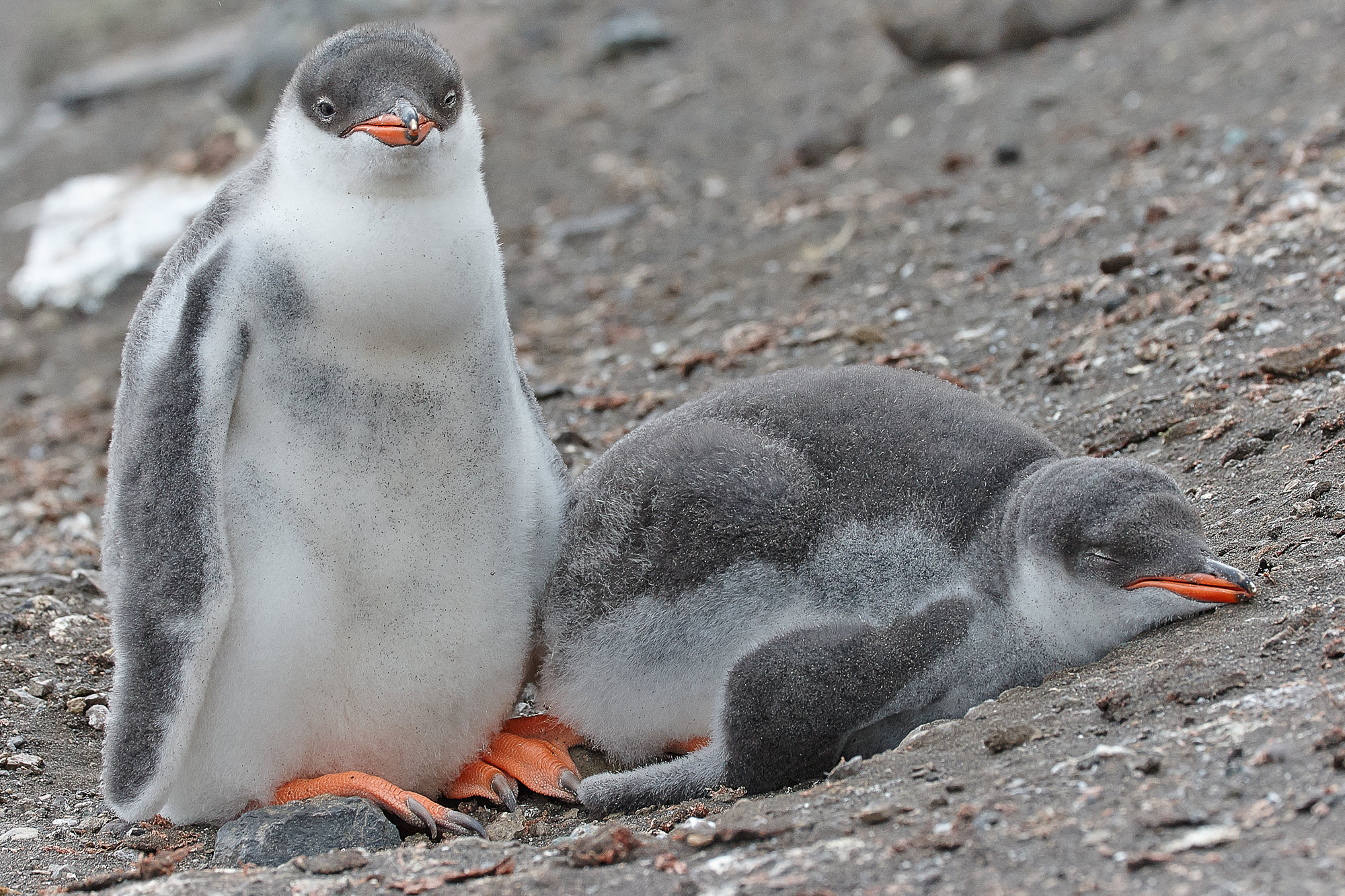 nursey of gentoo penguins